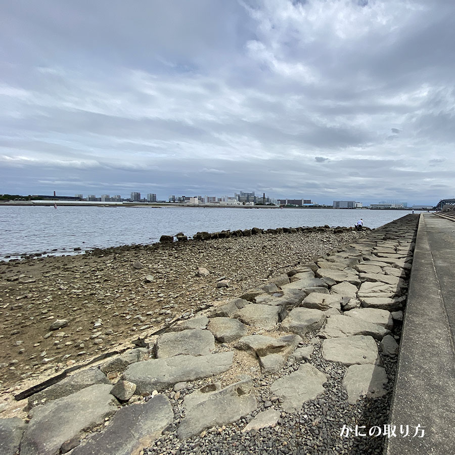 甲子園浜海浜公園｜かにの取り方